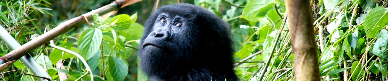 Rwanda – one of the few places in the world where you can experience the thrill of a close encounter with mountain gorillas.